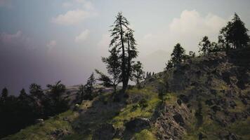 CGI Lone pine tree on rocky hillside under a cloudy sky during late afternoon video