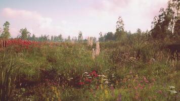 CGI Vibrant wildflowers bloom in a lush field during a serene afternoon video