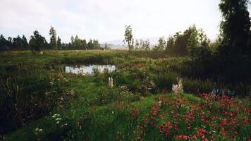 CGI Lush landscape with blooming flowers and water features at sunrise video