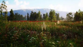 CGI Vibrant wildflower meadow with mountains in the background during daylight video