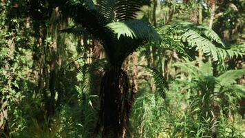 CGI Lush greenery and ferns thrive in the jungle of China during daylight hours video