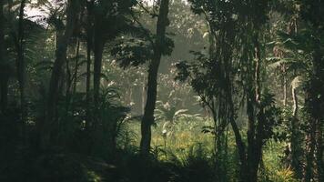 CGI Exploring the lush jungle landscapes of Vietnam filled with dense greenery video