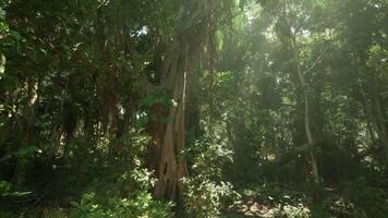 CGI Exploring the lush jungle landscape in Vietnam during the golden hour video