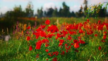 CGI Vibrant poppy field blooming under a clear blue sky during summer video