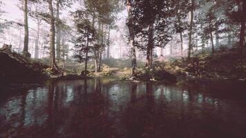 CGI Morning light filters through the trees, casting a serene glow on a forest pond video