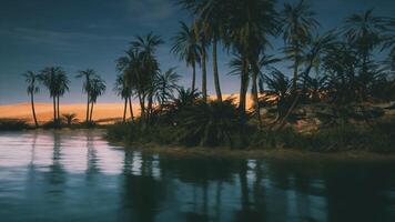CGI Tranquil oasis under a starry sky with palm trees and calm waters video