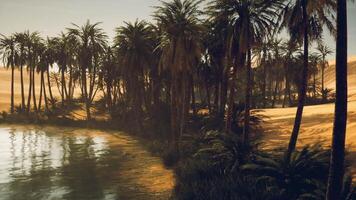 CGI A lush oasis surrounded by palm trees in a tranquil desert landscape at sunset video