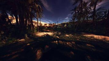 CGI Lush palm trees creating shadows in a tranquil desert oasis at dusk video