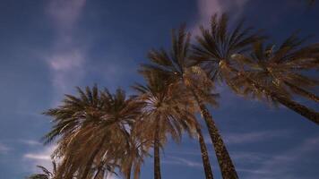 CGI Tall palm trees sway gently under a clear evening sky in a tropical paradise video