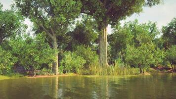 CGI Lush greenery and tranquil waters create a serene landscape in nature video