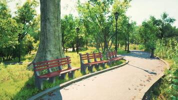 CGI Sunny park path with benches under trees in a green urban area video