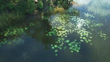 CGI Lily pads floating on calm water in a tranquil natural setting video