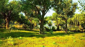 CGI A serene park with lush trees and vibrant greenery on a sunny day video
