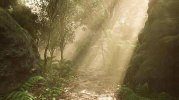 CGI Sunlight streams through trees in a serene forest path during morning hours video
