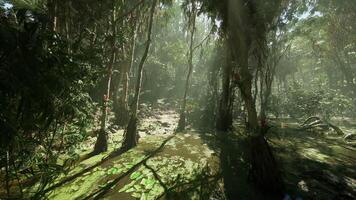 CGI Lush rainforest environment captures sunlight filtering through trees at dawn video