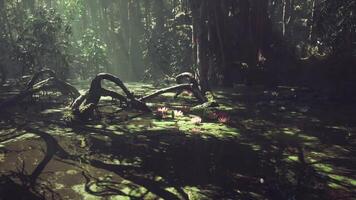 CGI Serene swamp with greenery and water lilies illuminated by sunlight video