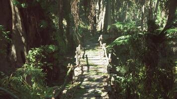 CGI Ancient wooden footbridges weave through lush jungle landscapes at dawn video