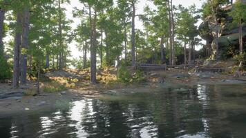 CGI Serene lakeside view with lush trees during daylight in a natural setting video