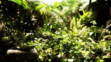 CGI Lush greenery flourishes in a vibrant forest during a sunlit afternoon video