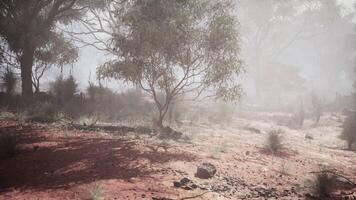 CGI Misty morning in serene Australian bushland with scattered trees video