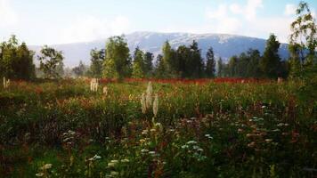 CGI Vibrant wildflower meadow in the mountains during a sunny summer morning video