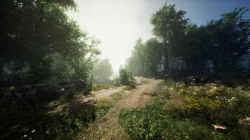 CGI A serene forest path illuminated by gentle sunlight during early morning hours video