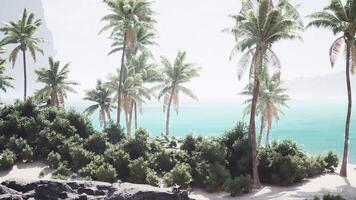 CGI Tropical paradise in the Bahamas with palm trees and turquoise waters video