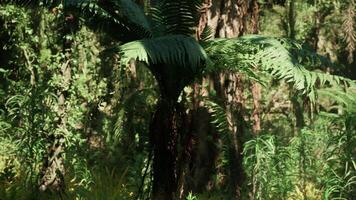 CGI Lush greenery of jungle in China showcasing a towering fern under sunlight video