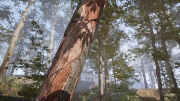 CGI A close up view of textured bark on a tree in a serene forest at dawn video