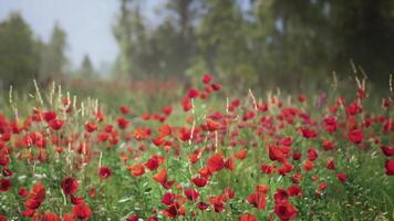 CGI Vibrant poppy field in full bloom under bright blue sky during spring season video
