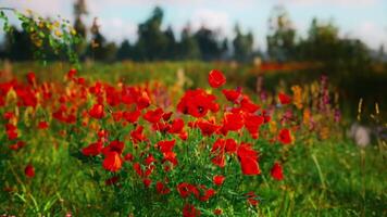 CGI Vibrant poppy field in bloom with colorful wildflowers under blue sky video