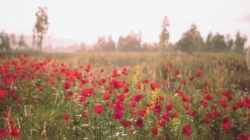 CGI Vibrant red poppy field under soft sunlight in a serene landscape video