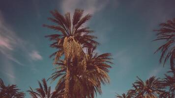 CGI Tall palm trees sway under a clear blue sky in a tropical paradise video
