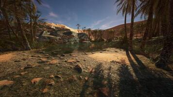 CGI Lush palm trees beside a serene water pool in a tranquil desert landscape video
