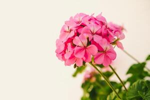 Detailed close up of garden full of pink geranium flowers in bright day. Postcard and congratulation print style with copy space. Blank space for text. photo