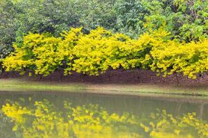 Tranquil view of lake surrounded by trees with yellow leaves reflecting in water photo