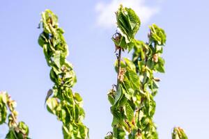 branch of a cherry tree, on which some of the leaves are still green, and some have already dried up and darkened, the disease moniliosis. photo