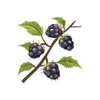 Illustration of a blackberry branch with leaves and berries vector