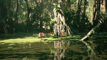 CGI Serene swamp landscape with lily pads and impressive tree roots in sunlight video