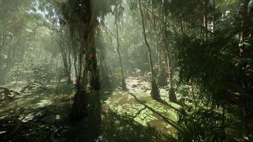 CGI Lush forest landscape with sunlight filtering through dense foliage at midday video