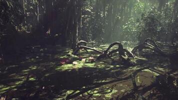 CGI Enchanted forest scene with moss covered vines and floating lilies at dawn video