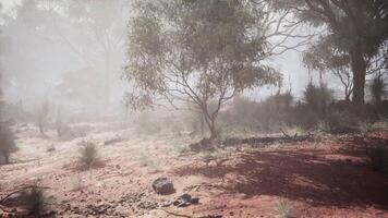 CGI Misty morning in the Australian bush with diverse vegetation and red soil video