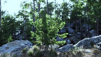CGI Lush green pine trees amidst rocky terrain in a serene forest setting video