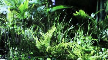 CGI Lush green foliage in a dense forest during a sunny day video