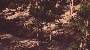 CGI Serene forest landscape with sunlight filtering through trees in early morning video