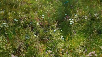 CGI Spring wildflower meadow bursting with vibrant colors and diversity video