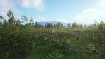 CGI A serene landscape featuring wildflowers and distant mountains on a sunny day video