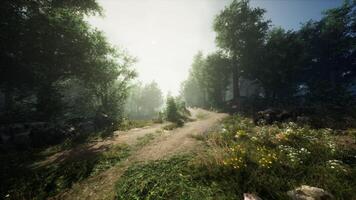 CGI Sunlit forest path winding through lush greenery during early morning hours video