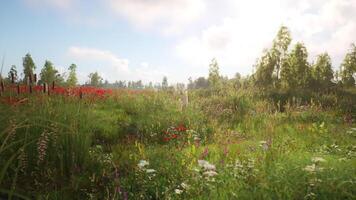 CGI A tranquil meadow filled with wildflowers and vibrant greenery on a sunny day video