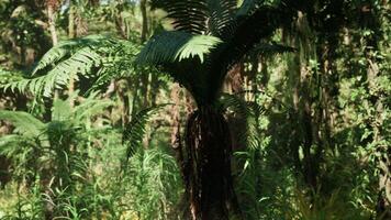 CGI Lush ferns in China vibrant jungle showcase diverse greenery video